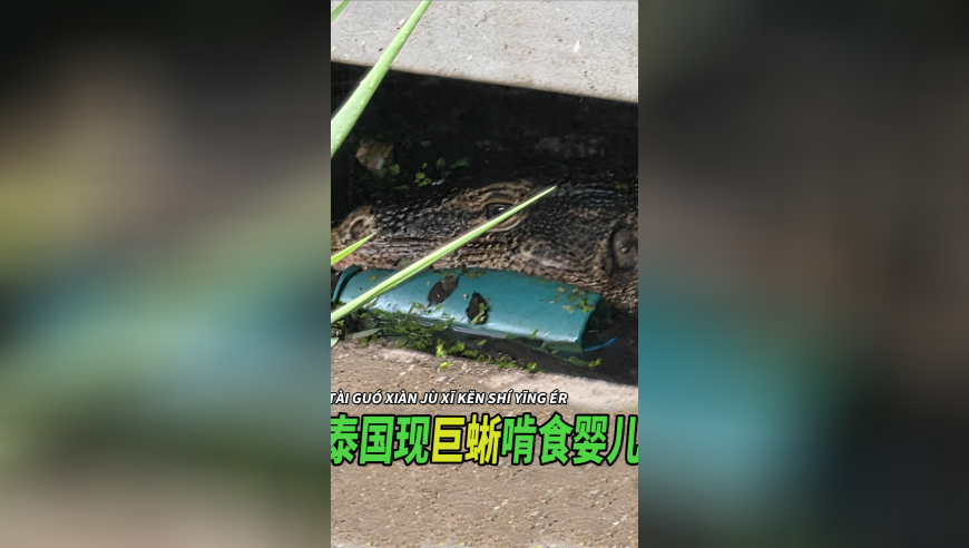 管家婆一肖一码开奖现场,广西北海查获走私水果案,社会责任方案执行_iPadV9.95